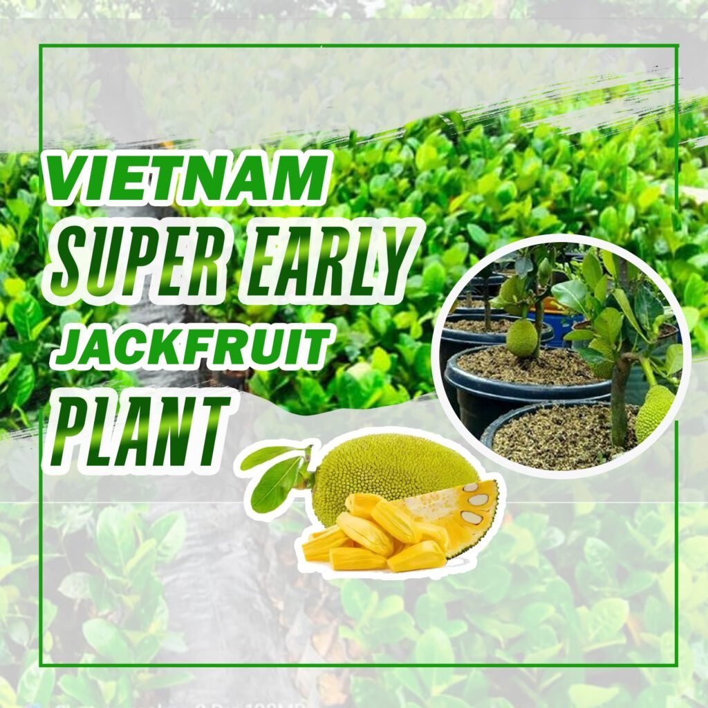 Vietnam Super Early Jackfruit Plant - All Time Jackfruit » Plant Buy