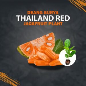 Deang Surya- Yhailand Red