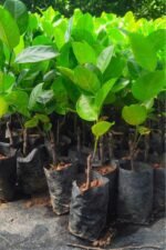 Vietnam Super Early Jackfruit Plant