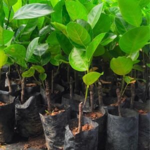 Vietnam Super Early Jackfruit Plant